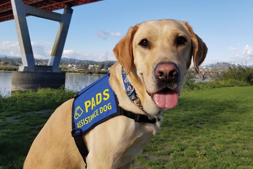 Photo of Kylo, a PADS assistance dog